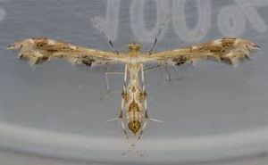 uploads/images/pest/cucurbit plume moth.jpg